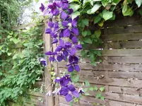 Gartenimpressionen 003.webp