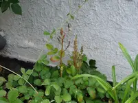 Gartenimpressionen 004.webp