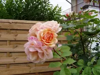 Gartenimpressionen 005.webp