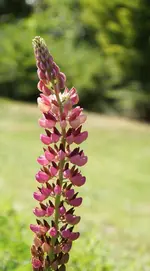 DSC01711(1).webp