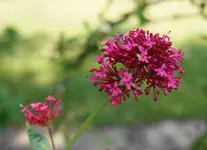 DSC01717(1).webp