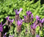 DSC01727(1).webp