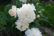 DSC01741(1).webp