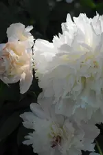 DSC01742(1).webp