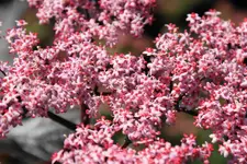 DSC01748(1).webp