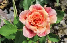 Edelrose.webp