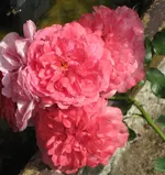 Rosarium Uetersen.webp