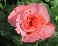 Rose2 .webp