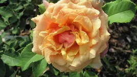 Rose3 .webp