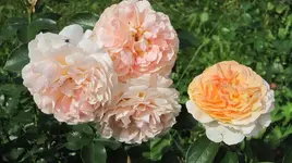 Rosen.webp