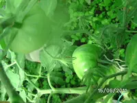 BILD0027.webp