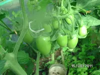 BILD0031.webp