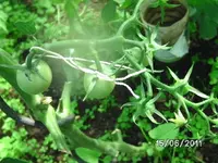 BILD0036.webp