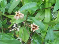 DSCN0785.webp