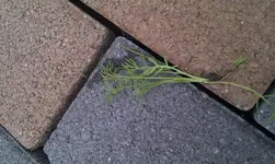IMAG0173.webp