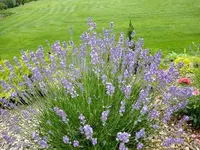 DSCF9546.webp