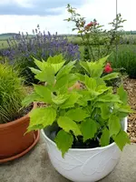 DSCF9558.webp