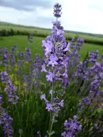 DSCF9559.webp