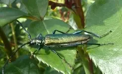 Käfer.webp