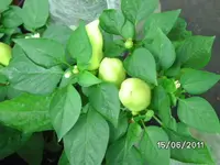 BILD0047.webp