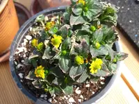 IMG_3005.webp IMG_3005.webp