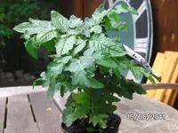 BILD0050.webp