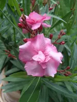 SN850240.webp