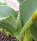 cannaknospe.webp