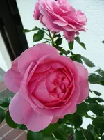 Rose.15.06.2011.webp