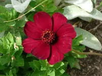 Schokoladenblume.15.06.2011.webp