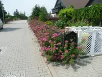 Heckenansicht.15.06.2011.webp