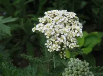 IMG_kuestennebel_1067x800.webp