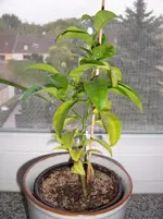 100_3383.webp