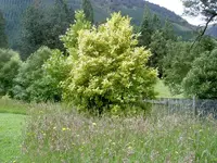 tn_Haus & Garten alt 266v.webp