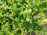 Euonymus Fortunei 1.webp