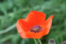der letzte Mohn kl.webp
