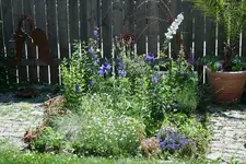 blau weises Beet im Juni.webp