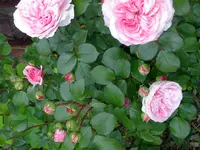 PICT0006.webp