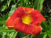 IMG_dk.rot barnimer_1067x800.webp
