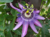 CIMG6419.webp