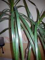 4a.webp