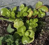 Portulak oder Sedum.webp