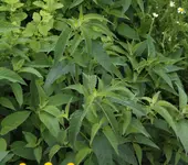 Bergamottmonarde.webp