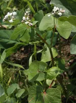 unbekannte Blume 01.webp