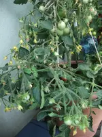 DSCF3170.webp
