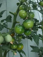 DSCF3173.webp