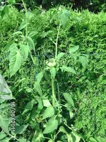 BILD0062.webp