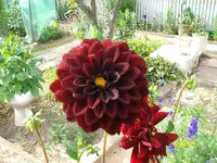 ALIM3225.webp