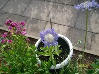 ALIM3227.webp