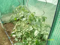 ALIM3219.webp